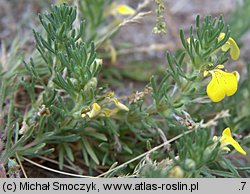 Ajuga chia (dąbrówka podolska)