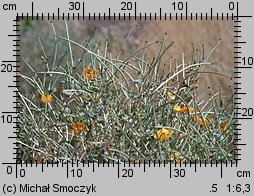 Glaucium flavum (siwiec żółty)