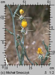 Centaurea solstitialis (chaber wełnisty)