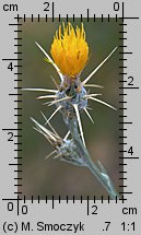 Centaurea solstitialis (chaber wełnisty)