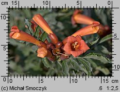 Campsis radicans (milin amerykański)