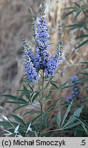 Vitex agnus-castus (niepokalanek pospolity)