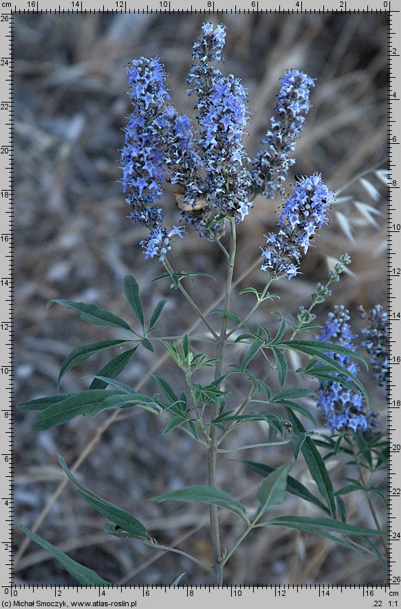 Vitex agnus-castus (niepokalanek pospolity)