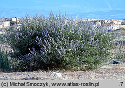 Vitex agnus-castus (niepokalanek pospolity)