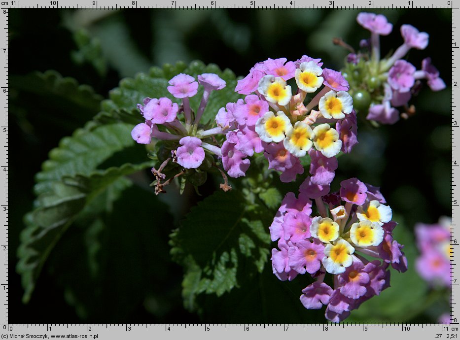 Lantana camara (lantana pospolita)