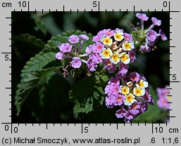 Lantana camara (lantana pospolita)