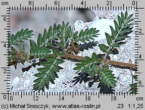 Tribulus terrestris (buzdyganek naziemny)