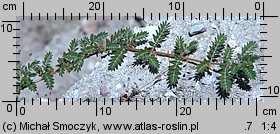 Tribulus terrestris (buzdyganek naziemny)