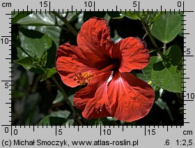 Hibiscus rosa-sinensis (ketmia róża chińska)