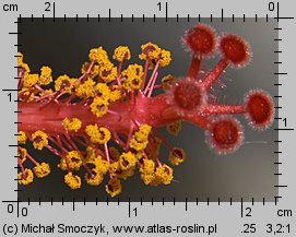 Hibiscus rosa-sinensis (ketmia róża chińska)