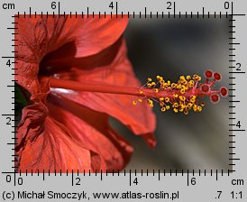 Hibiscus rosa-sinensis (ketmia róża chińska)