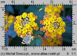 Lantana camara (lantana pospolita)