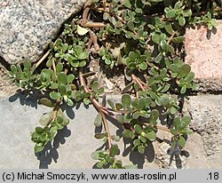 Portulaca oleracea (portulaka pospolita)