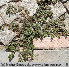 Portulaca oleracea (portulaka pospolita)