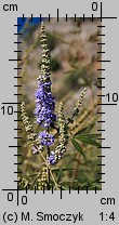 Vitex agnus-castus (niepokalanek pospolity)