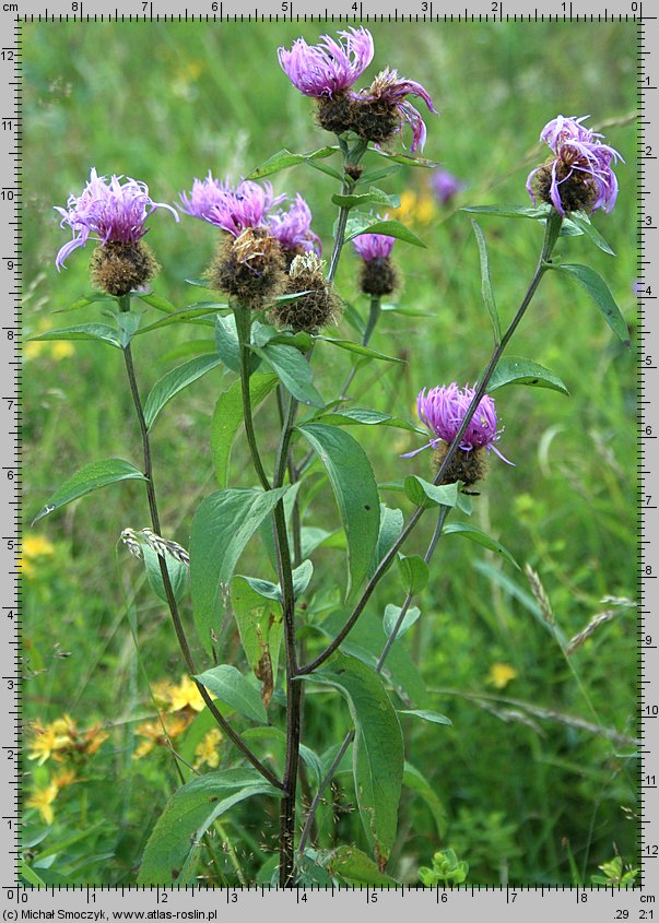 Centaurea pseudophrygia (chaber perukowy)