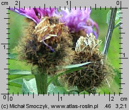 Centaurea pseudophrygia (chaber perukowy)