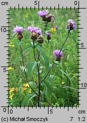 Centaurea pseudophrygia (chaber perukowy)