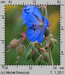 Geranium pratense (bodziszek łąkowy)