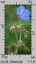 Geranium pratense (bodziszek łąkowy)