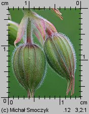 Geranium pratense (bodziszek łąkowy)