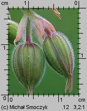 Geranium pratense (bodziszek łąkowy)