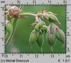 Geranium pratense (bodziszek łąkowy)