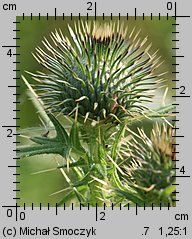 Cirsium vulgare (ostrożeń lancetowaty)