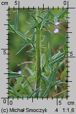 Cirsium vulgare (ostrożeń lancetowaty)