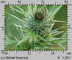 Cirsium vulgare (ostrożeń lancetowaty)