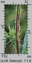 Cirsium vulgare (ostrożeń lancetowaty)