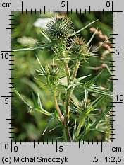 Cirsium vulgare (ostrożeń lancetowaty)