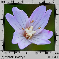 Epilobium montanum (wierzbownica górska)