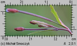 Epilobium montanum (wierzbownica górska)