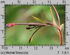 Epilobium montanum (wierzbownica górska)