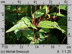 Epilobium montanum (wierzbownica górska)