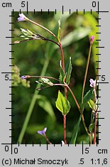 Epilobium montanum (wierzbownica górska)