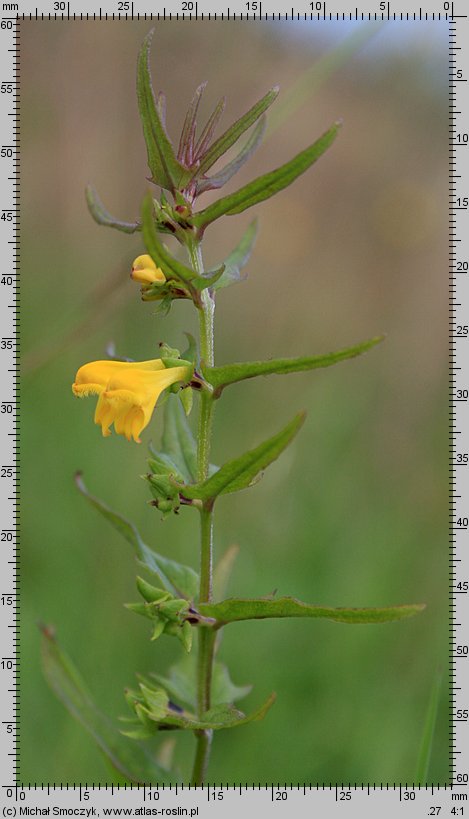 Melampyrum sylvaticum (pszeniec leśny)