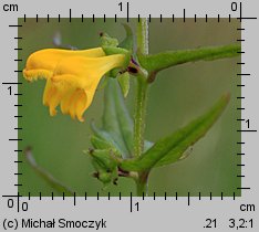 Melampyrum sylvaticum (pszeniec leśny)