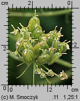 Heracleum sosnowskyi (barszcz Sosnowskiego)