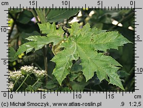 Heracleum sosnowskyi (barszcz Sosnowskiego)