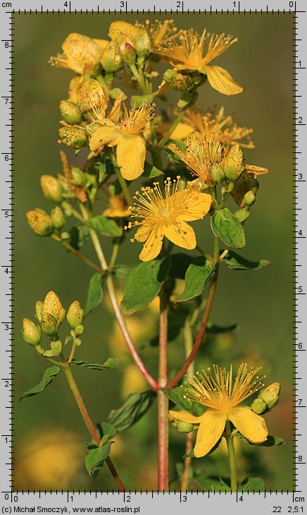 Hypericum maculatum (dziurawiec czteroboczny)