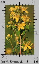 Hypericum maculatum (dziurawiec czteroboczny)