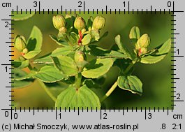 Hypericum maculatum (dziurawiec czteroboczny)