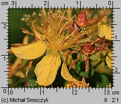 Hypericum maculatum (dziurawiec czteroboczny)