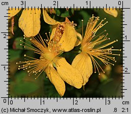 Hypericum maculatum (dziurawiec czteroboczny)