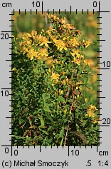 Hypericum maculatum (dziurawiec czteroboczny)