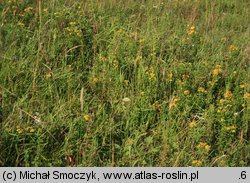 Hypericum maculatum (dziurawiec czteroboczny)