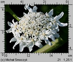 Heracleum mantegazzianum (barszcz Mantegazziego)