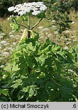 Heracleum mantegazzianum (barszcz Mantegazziego)